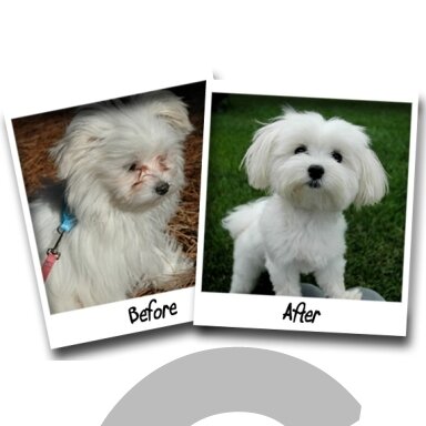 Bio-Groom Stain Free - preparatas šalinantis spalvos pakitimus po akimis