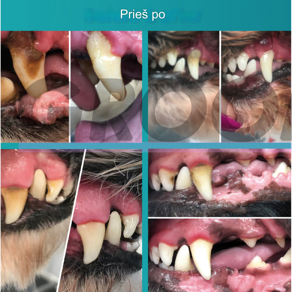 Cleany Teeth for Dogs Starter Pack - ультразвуковая зубная щетка для собак, для удаления зубного камня 6