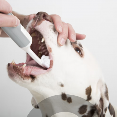 Cleany Teeth for Dogs Starter Pack - ультразвуковая зубная щетка для собак, для удаления зубного камня 2