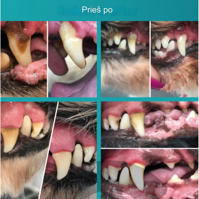 Cleany Teeth for Dogs Starter Pack - ультразвуковая зубная щетка для собак, для удаления зубного камня 6