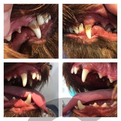 Emmi-Pet Basic Set - profesionalus ultragarsinis dantų šepetėlis gyvūnų dantų akmenims šalinti