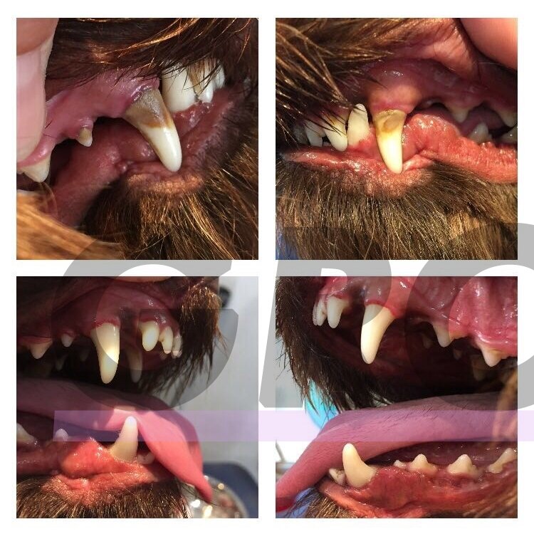 Emmi-Pet Basic Set - profesionalus ultragarsinis dantų šepetėlis gyvūnų dantų akmenims šalinti 6