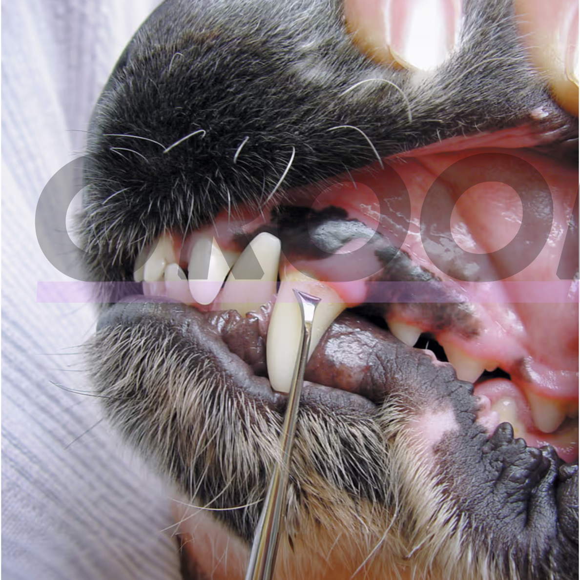Show Tech Toothscaler Left – kairinis skaleris šunų dantų akmenims šalinti 3