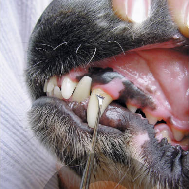 Show Tech Toothscaler Left – kairinis skaleris šunų dantų akmenims šalinti 3